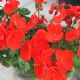 Pelargonium Zonale x 12