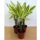 Dracena fr. Golden Coast x8
