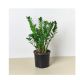 Zamioculcas Zamiifolia x 10
