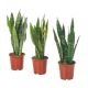 Sansevieria Cylindrica x 12