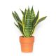 Sansevieria Futura Superbax12