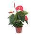 Anthurium an Success Red x10