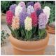 Hyacinthe MIX x20