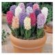 Hyacinthe mixx12