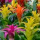 Guzmania Nextara x 10