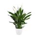 Spatiphyllum Torelli x10