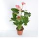 Anthurium mix x 10