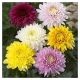 Chrysanthemum mix x 12