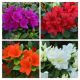 Azalea- rhododendron X 6