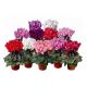 Cyclamen MIX x 6