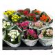 Kalanchoe Mix x 12