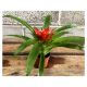 Guzmania Tempo x 12 