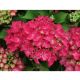 Hydrangea marc Early Blue x 6